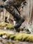 Dunlop boots Snugboot Wildlander, camo